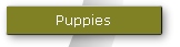 Puppies