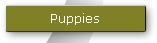 Puppies