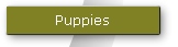 Puppies